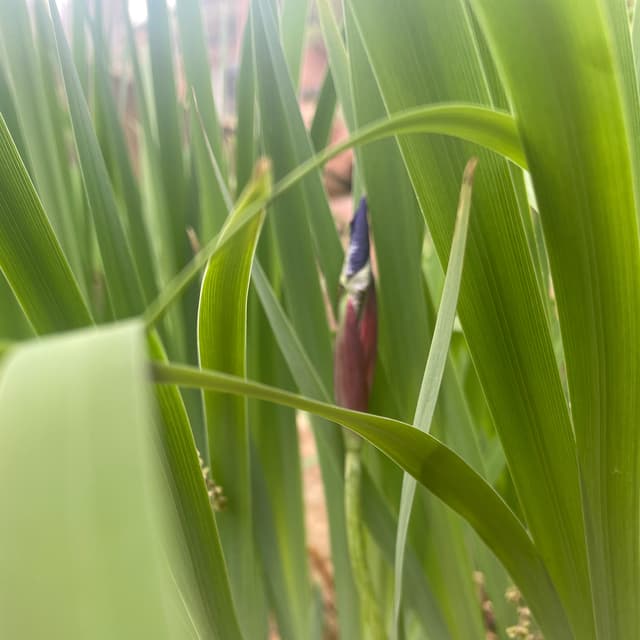 trxfr 2hr massage credit at TLC BODYWORK Denver in Denver, CO